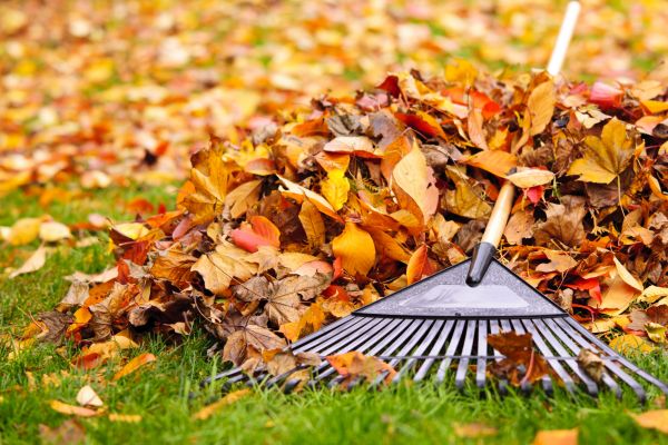 Cost of Leaves Removal in Waldorf