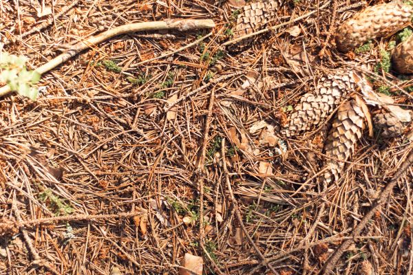 Cost of Pine Needles Removal in Waldorf