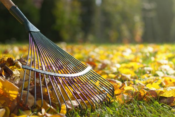 Leaf Raking Service in Waldorf