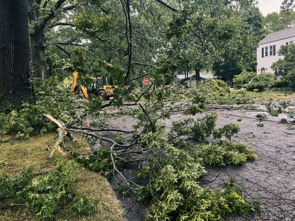 Tree Branch Disposal in Waldorf