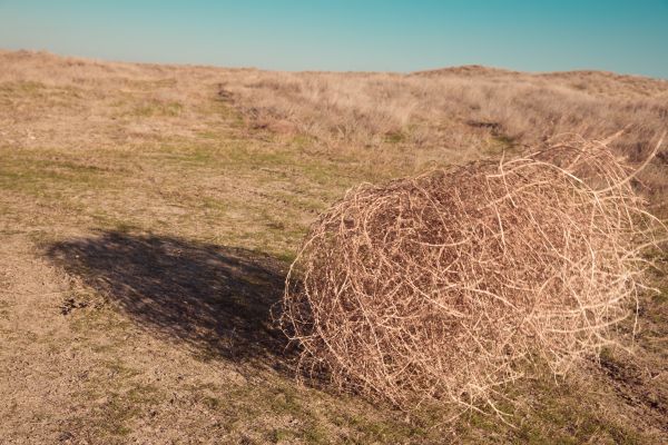 Cost of Tumbleweed Removal in Waldorf