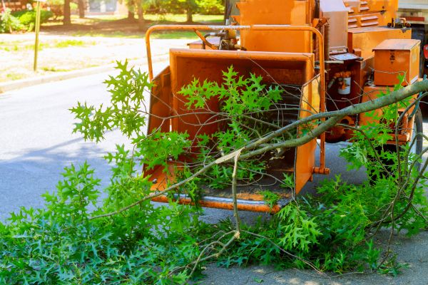 Tree Branches Removal in Waldorf