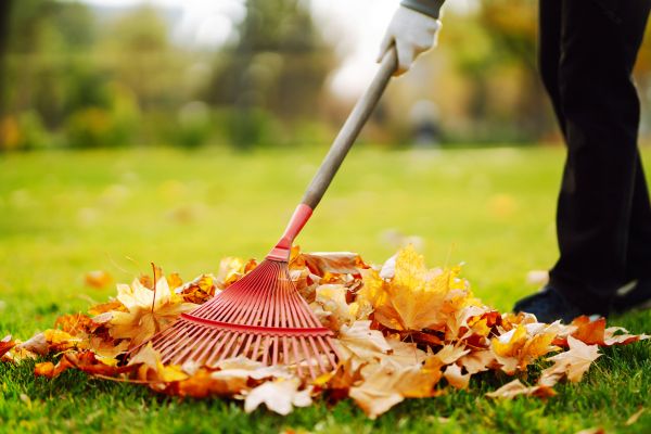 Cost of Ditch Leaf Removal in Waldorf