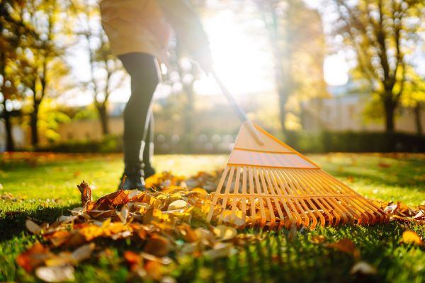 Leaves Raking in Waldorf