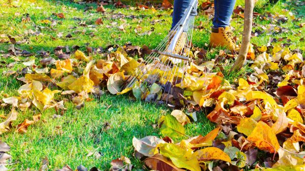 Lawn Cleanup Service in Waldorf