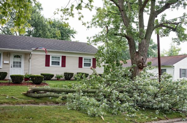 Fallen Branch Removal in Waldorf