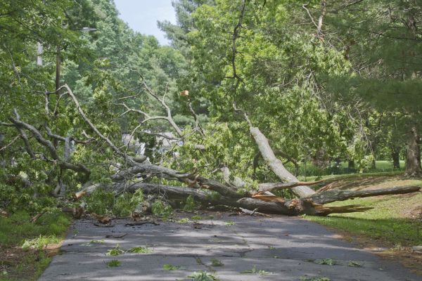 Tree Debris Removal in Waldorf